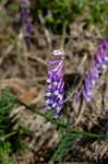 Winter vetch